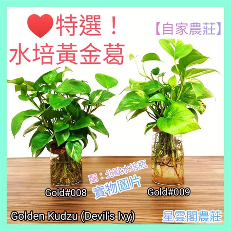 水種植物 風水|家居與辦公室 植物風水指南